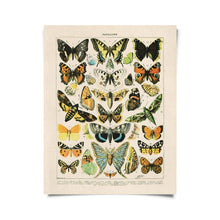 Load image into Gallery viewer, Vintage Reproduction Print - French Butterflies