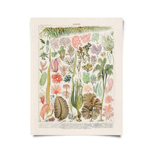 Load image into Gallery viewer, Vintage Reproduction Print - French Seaweed