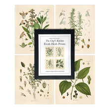 Load image into Gallery viewer, Vintage Reproduction Print - Botanical Herbs (set of 4)