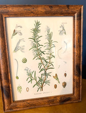 Load image into Gallery viewer, Vintage Reproduction Print - Botanical Herbs (set of 4)