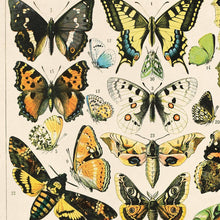 Load image into Gallery viewer, Vintage Reproduction Print - French Butterflies