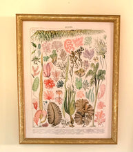 Load image into Gallery viewer, Vintage Reproduction Print - French Seaweed
