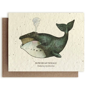 Plantable Seed Cards - Whale Blank Card