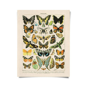 Vintage Reproduction Print - French Butterflies