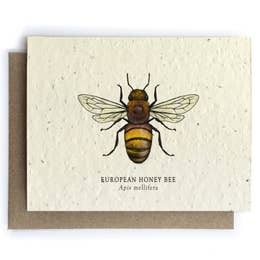 Plantable Seed Cards - Honeybee Blank Card