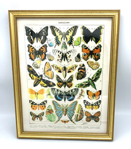 Vintage Reproduction Print - French Butterflies