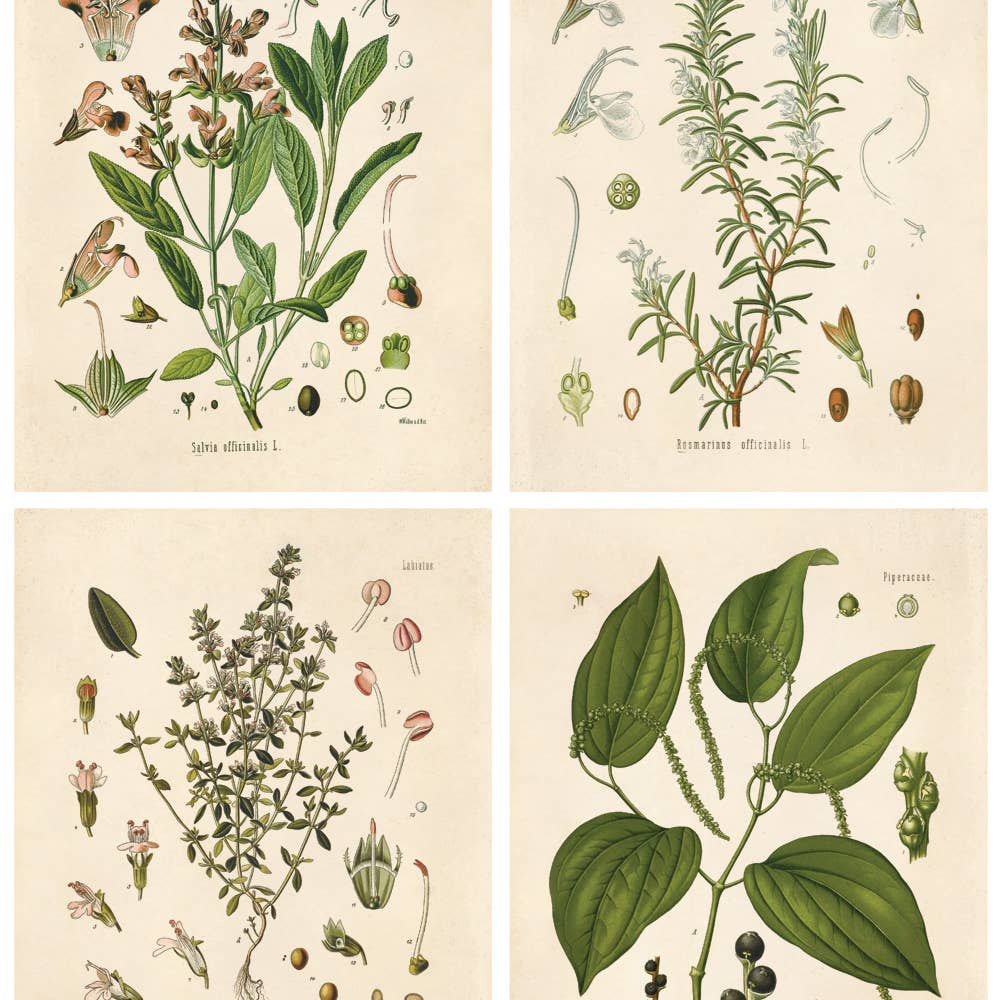 Vintage Reproduction Print - Botanical Herbs (set of 4)
